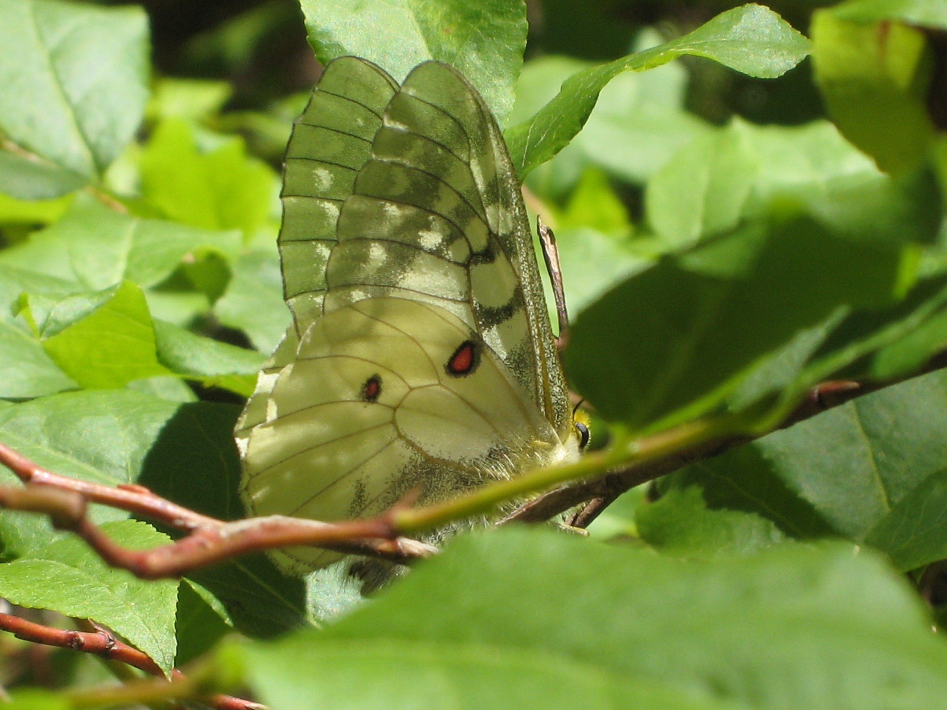 Moth in folliage -- taken in the Cascade Mountains near Duffy Lake